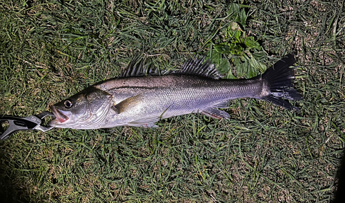 マルスズキの釣果