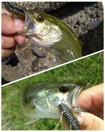 ブラックバスの釣果