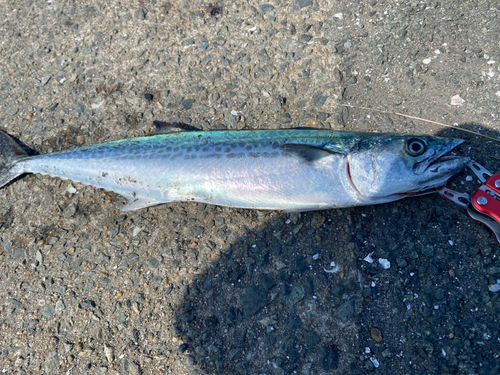 サゴシの釣果