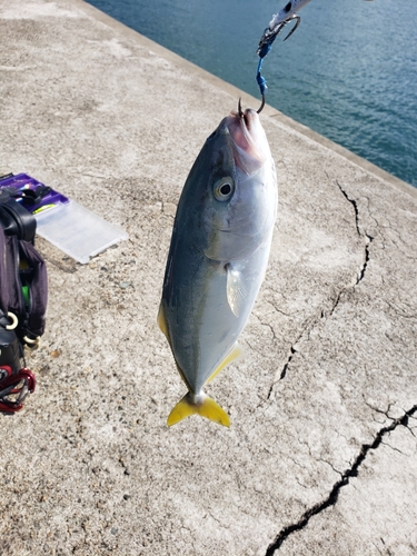 ツバイソの釣果