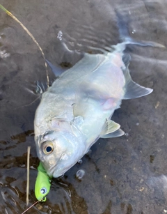 メッキの釣果