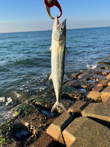 サゴシの釣果