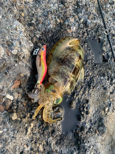 アオリイカの釣果