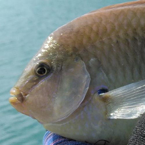 スズメダイの釣果