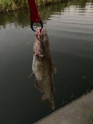 アメリカナマズの釣果