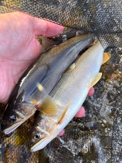 アユの釣果