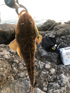 コチの釣果