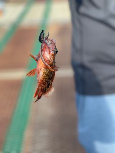 カサゴの釣果