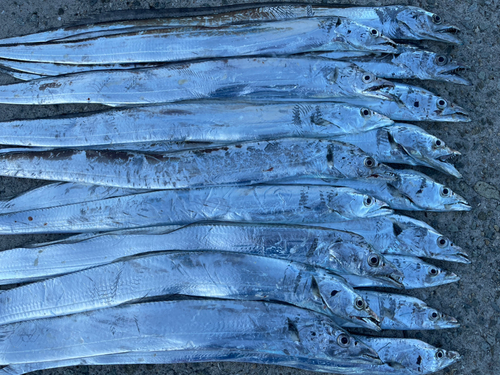 タチウオの釣果