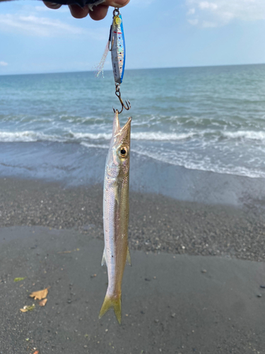 カマスの釣果