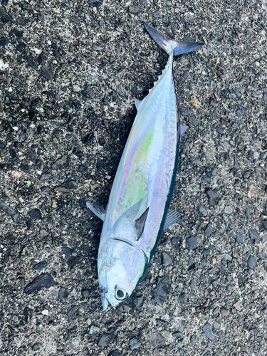 ソウダガツオの釣果