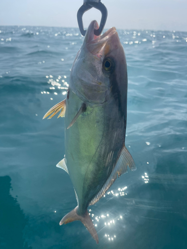 ショゴの釣果