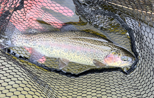 ニジマスの釣果