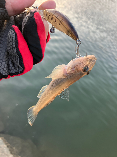 ハゼの釣果