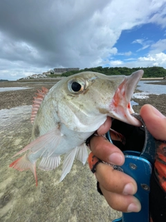 マトフエフキの釣果