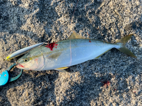 ヤズの釣果