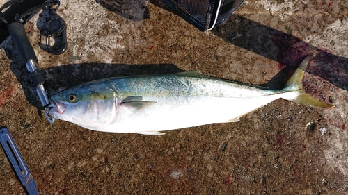 イナダの釣果