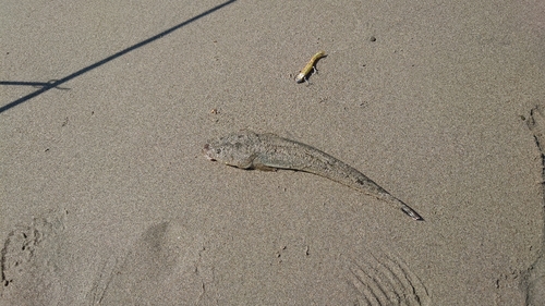 マゴチの釣果