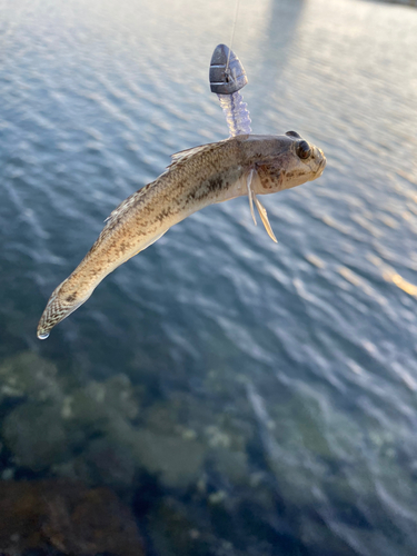 ハゼの釣果