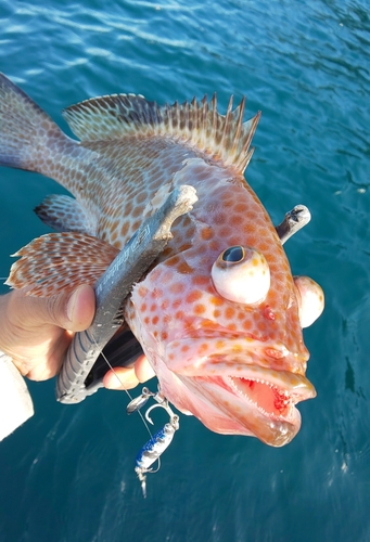 オオモンハタの釣果