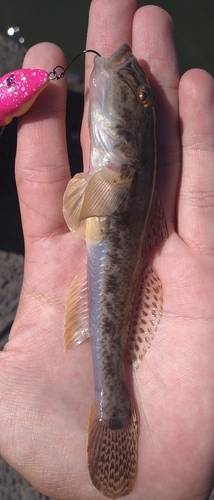 ハゼの釣果