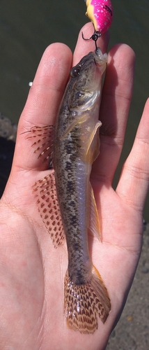 ハゼの釣果