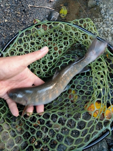 イワナの釣果