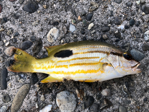 ニセクロホシフエダイの釣果