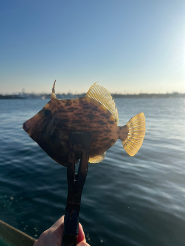 カワハギの釣果