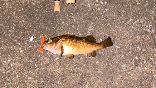 エゾメバルの釣果