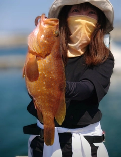 アコウの釣果