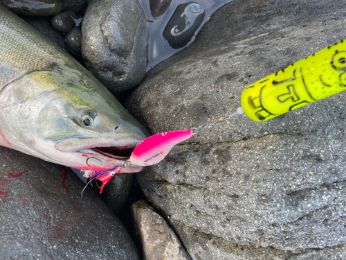 シロザケの釣果