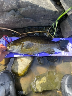 スモールマウスバスの釣果