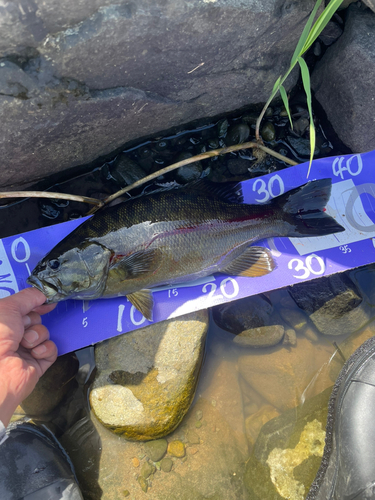 スモールマウスバスの釣果