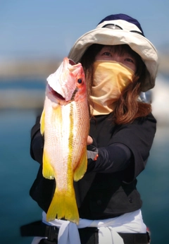 ハマイサキの釣果