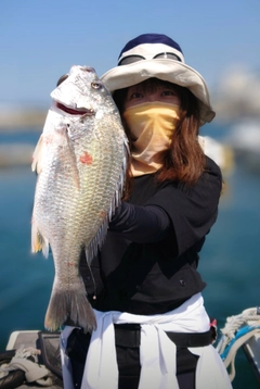 チヌの釣果