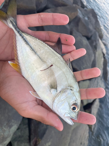 オニヒラアジの釣果