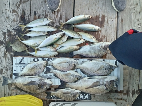 チヌの釣果