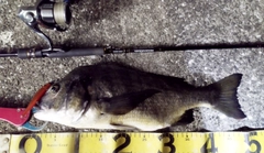 チヌの釣果