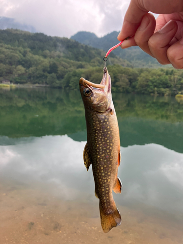 ヒメマスの釣果