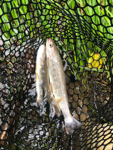 ヤマトイワナの釣果