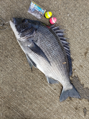 クロダイの釣果