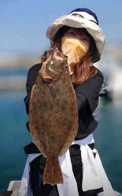 ヒラメの釣果