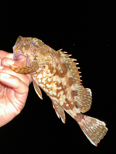 カサゴの釣果