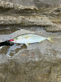 イナダの釣果