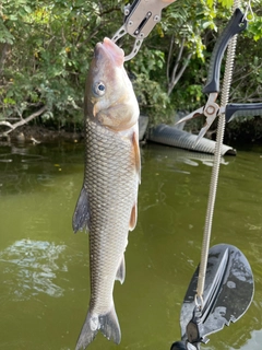 ニゴイの釣果