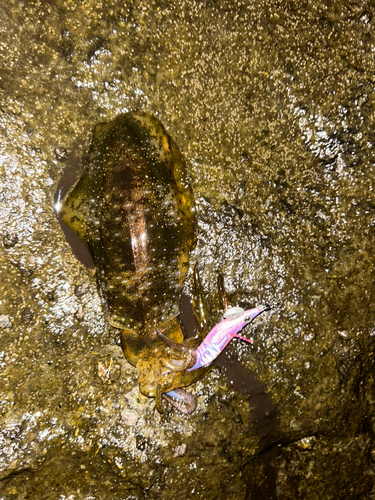 アオリイカの釣果