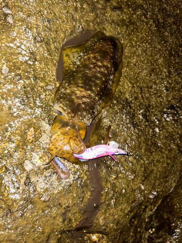 アオリイカの釣果