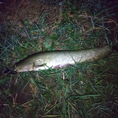 マナマズの釣果