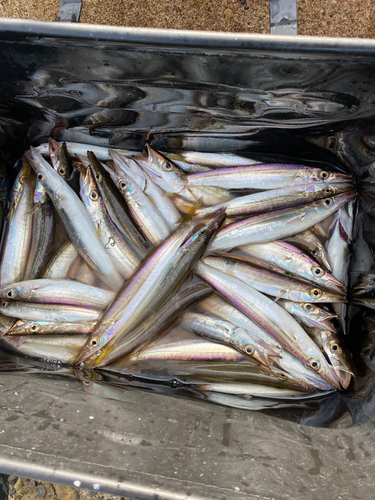 カマスの釣果